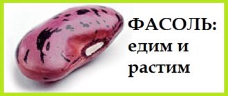 фасоль